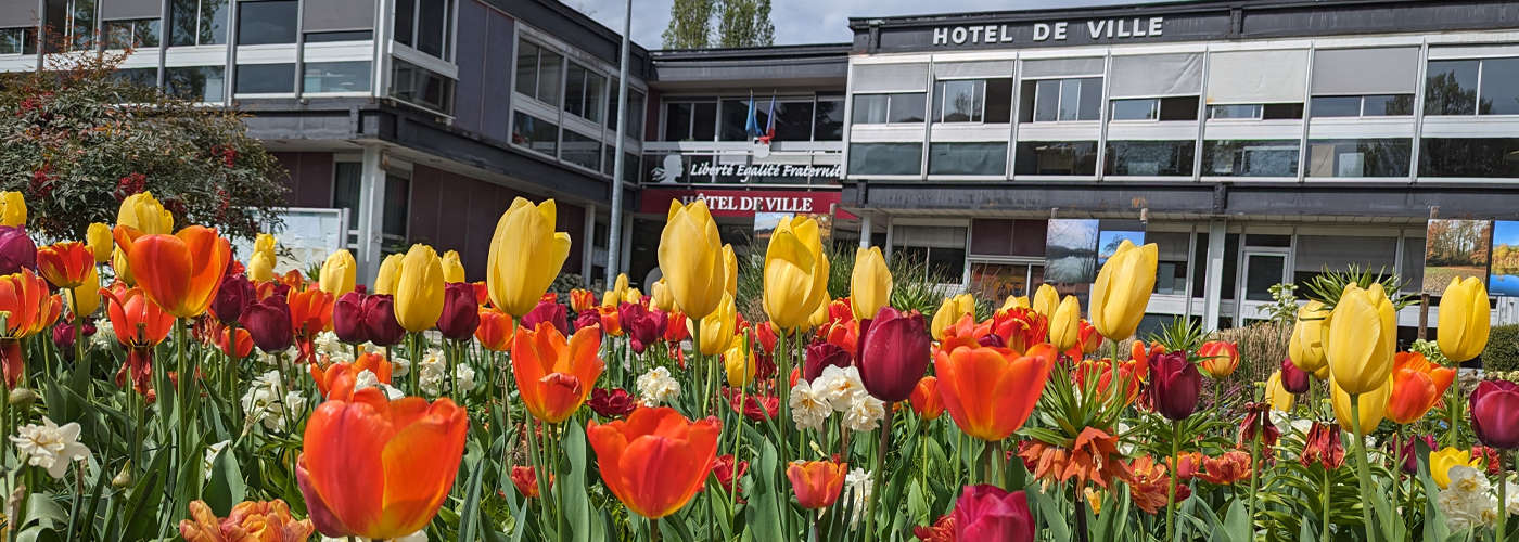 7754_388_hotel-de-ville-tulipes.jpg